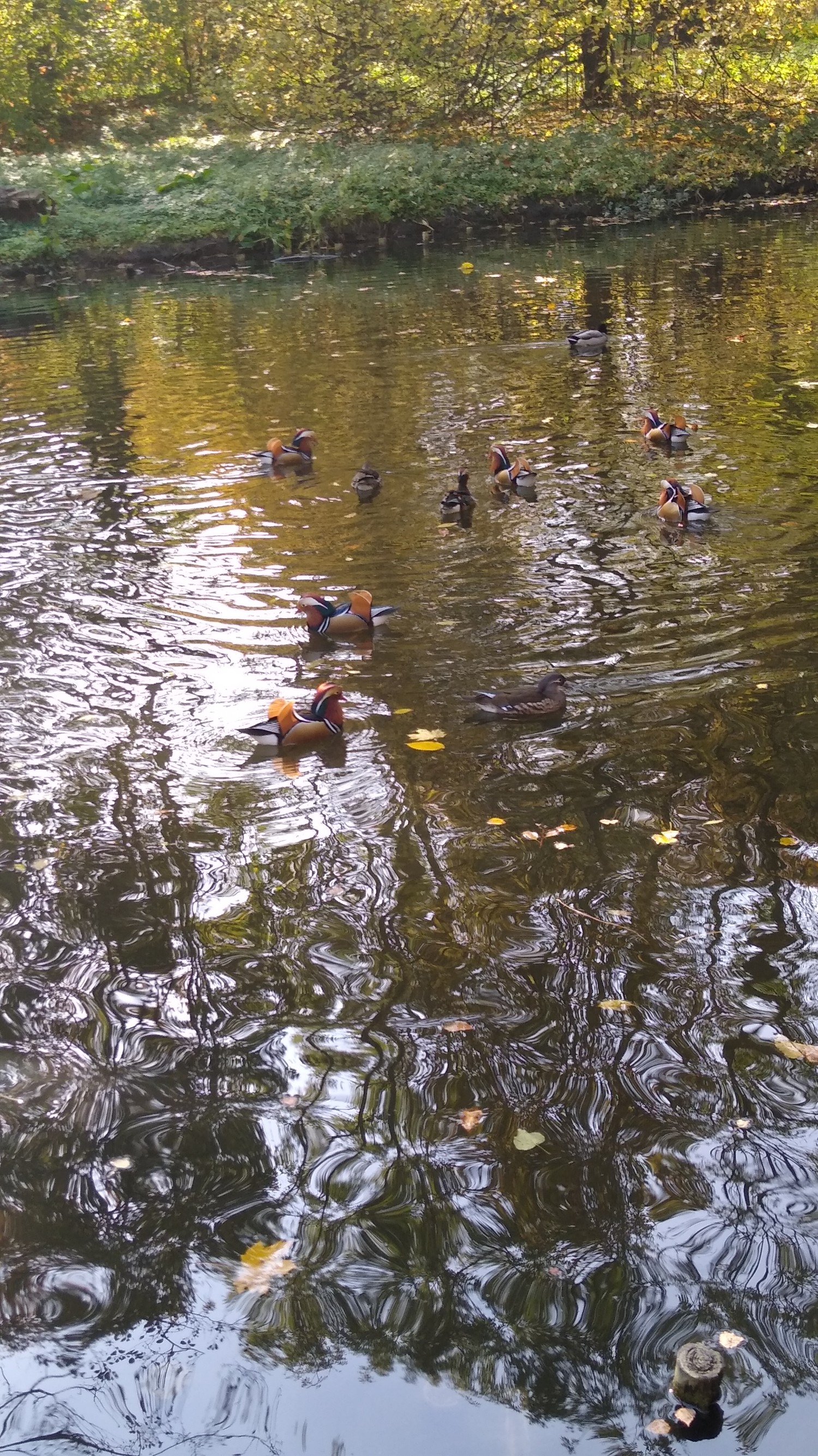 livebirdspoland_304d83a2de3d2b49a266c5332ea92c55.jpg
