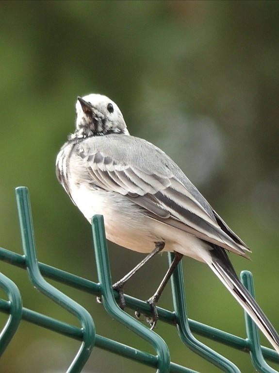 livebirdspoland_21b5a32dd824c134f885a8e3445e49b7.jpg