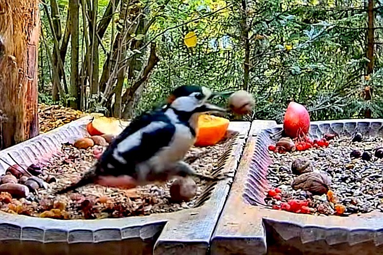 livebirdspoland_9fbdc661656b855e7929af666fdded2f.jpg