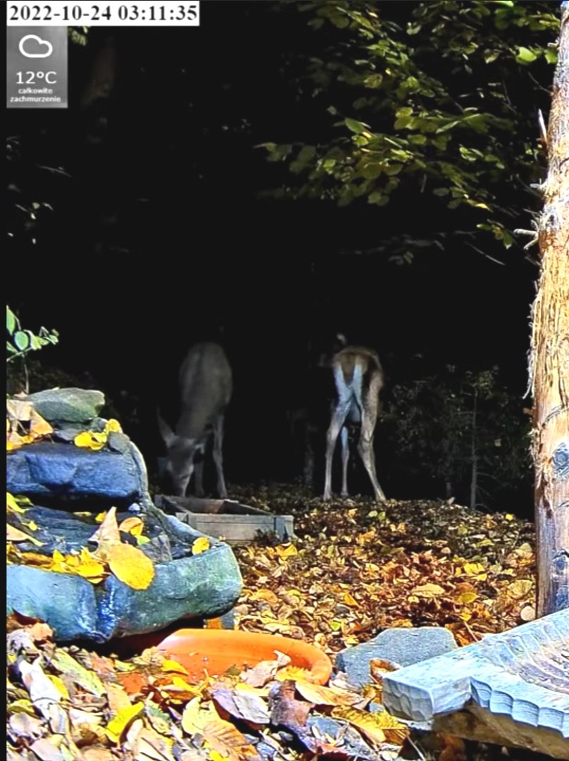 livebirdspoland_f0cc843ceb96232f10a01a164d146a8f.jpg
