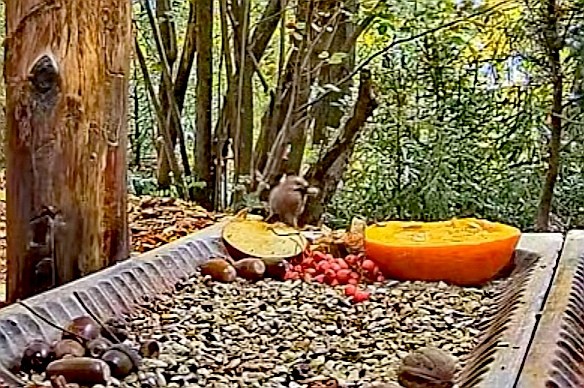 livebirdspoland_302d4dc308d949335d18f4a03a5f313b.jpg