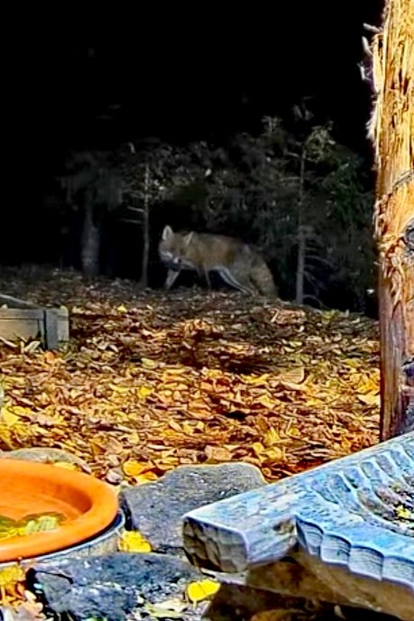 livebirdspoland_0700f42d2dde25d9f7a55637c3035b40.jpg