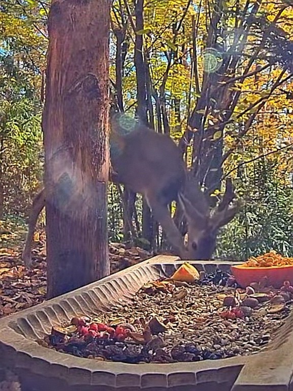 livebirdspoland_2ec1f3c04902809e98d811891d8a12fe.jpg