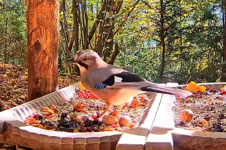 livebirdspoland_afa0dc65098a85c88da62c008de93d54.jpg