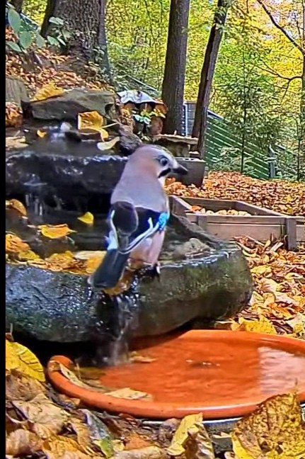 livebirdspoland_7d3f293b16a224c07aab2763f0c5002f.jpg
