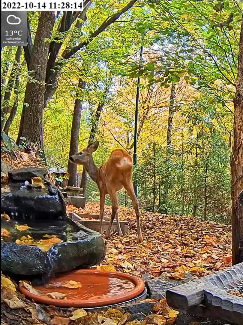 livebirdspoland_2e7f66547b2adbfcf7a4f87b95975bfe.jpg