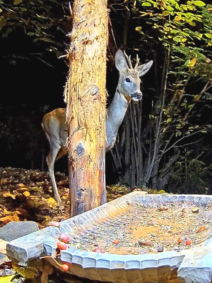 livebirdspoland_28fae600f3a8f8bf28b03726c802310d.jpg