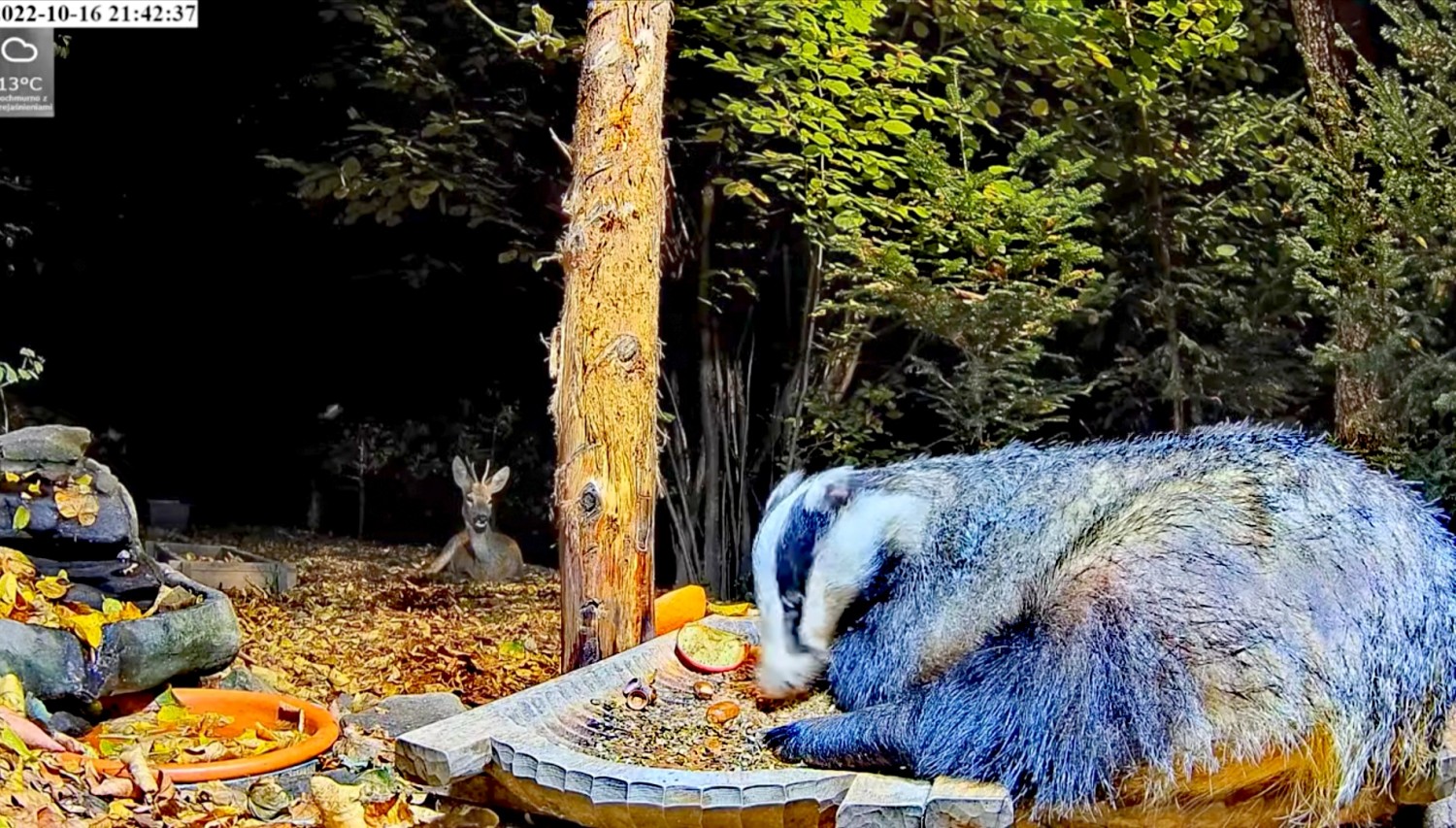 livebirdspoland_10b181015f53555c31e7faa9bba08669.jpg
