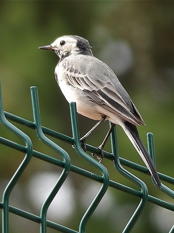 livebirdspoland_d5266ac65cb664a008cbe67f1247454f.jpg