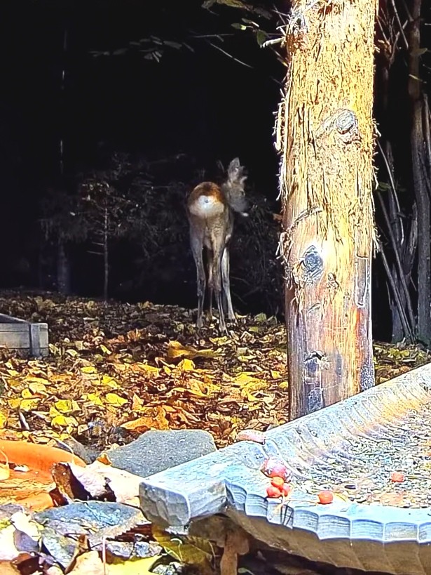 livebirdspoland_5b09348760fd76492888a43e0402917b.jpg