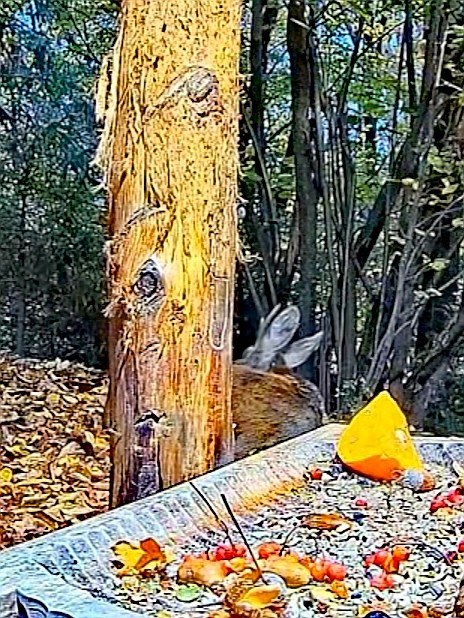 livebirdspoland_97ecbe6bfede8dd9226264d4d7ab5e5c.jpg