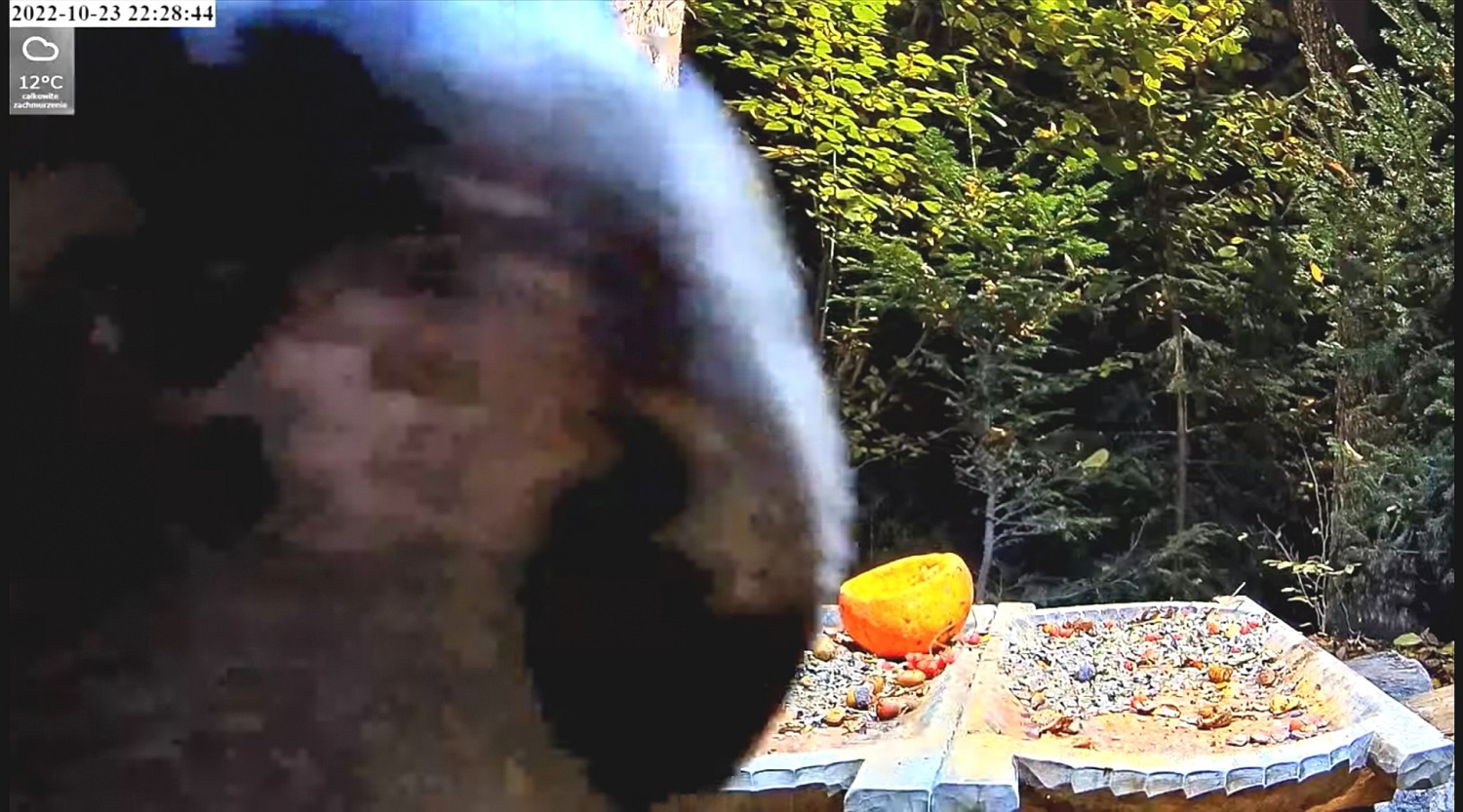 livebirdspoland_2972f2e7c1b8fe9310537a87b6b5f432.jpg