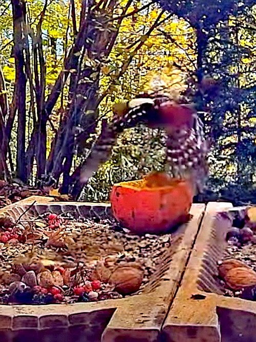 livebirdspoland_0056faee16a3349774057919f5a39168.jpg