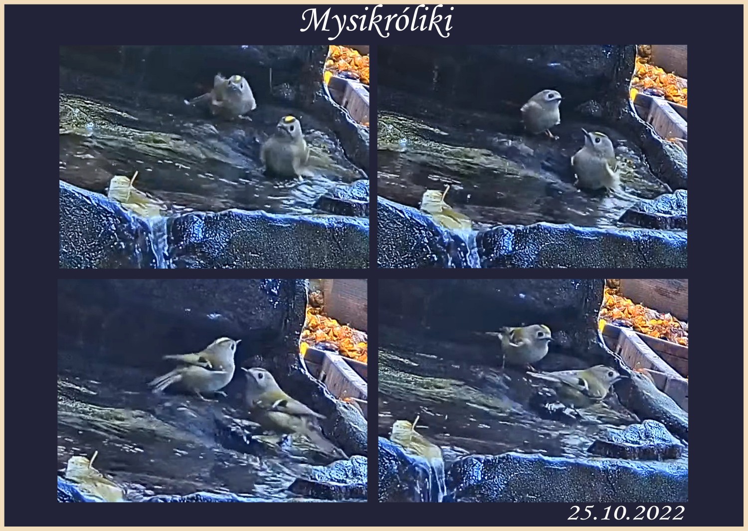livebirdspoland_66e7432c4ea7ea2330fb3106ac3d4af6.jpg