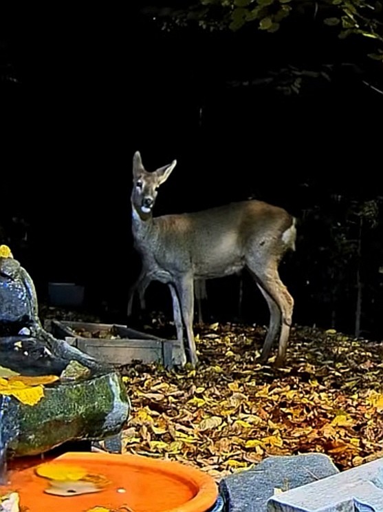 livebirdspoland_aac3e81f716b5ca0491372af6b16ee7c.jpg
