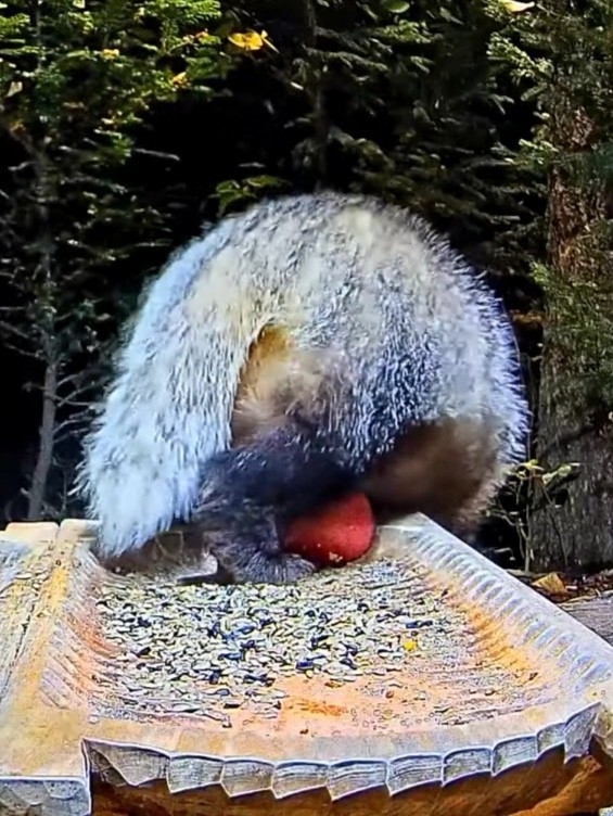 livebirdspoland_f4ef6e68bcc847d95175b415976653c7.jpg