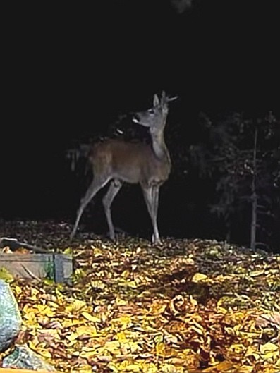 livebirdspoland_345d4cc0e0636a829ab9c03b029c27ed.jpg