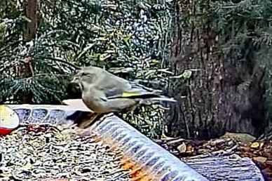 livebirdspoland_792ac07c29a9736814dddb5bdf3968b4.jpg