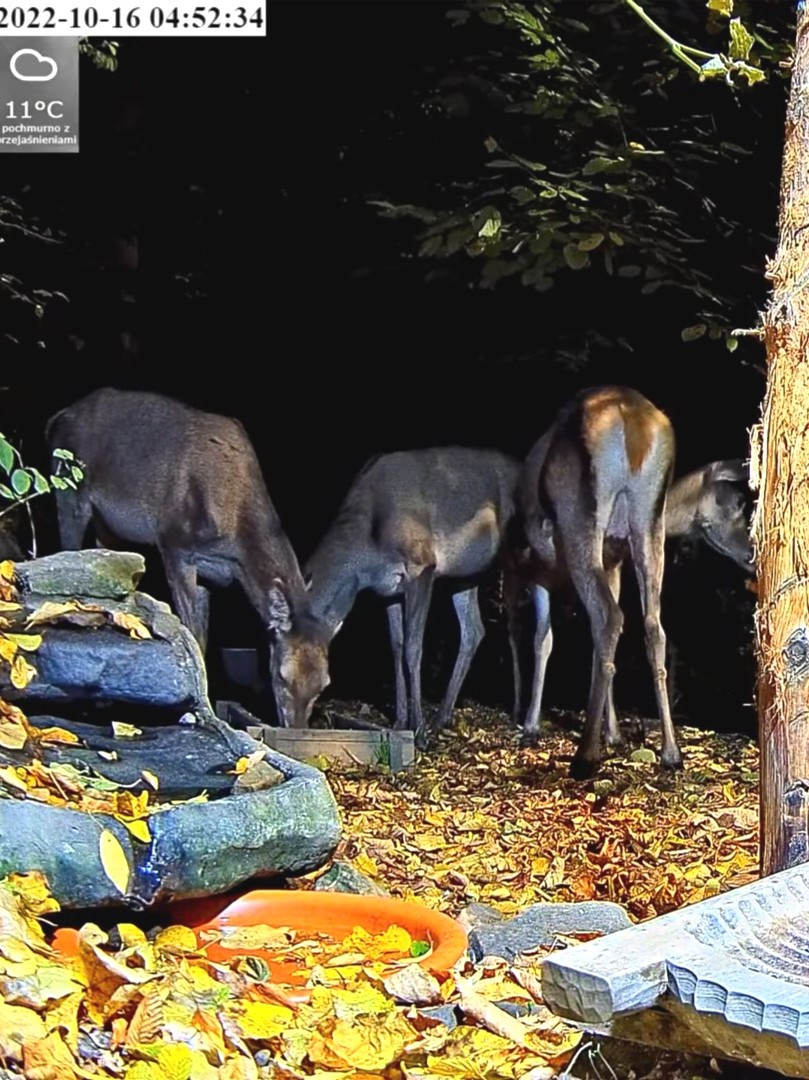 livebirdspoland_c0529415d10044ec93f8f6e989abd198.jpg