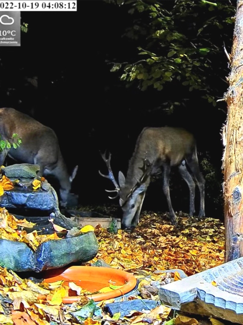 livebirdspoland_ded9f08b6fb86b60e4a9eec92fd771a2.jpg