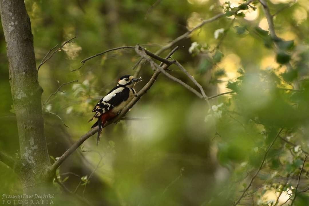 livebirdspoland_803d2b1e96b881caa76518fadef4719b.jpg