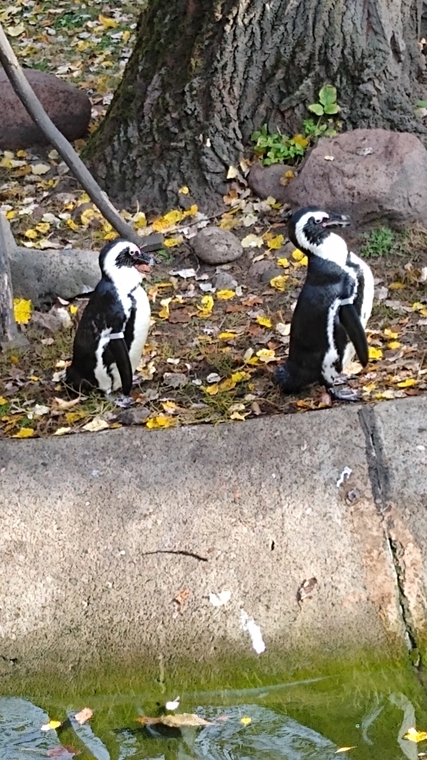 livebirdspoland_2d79f0d517ae5cf860c18c312ea6a960.jpg