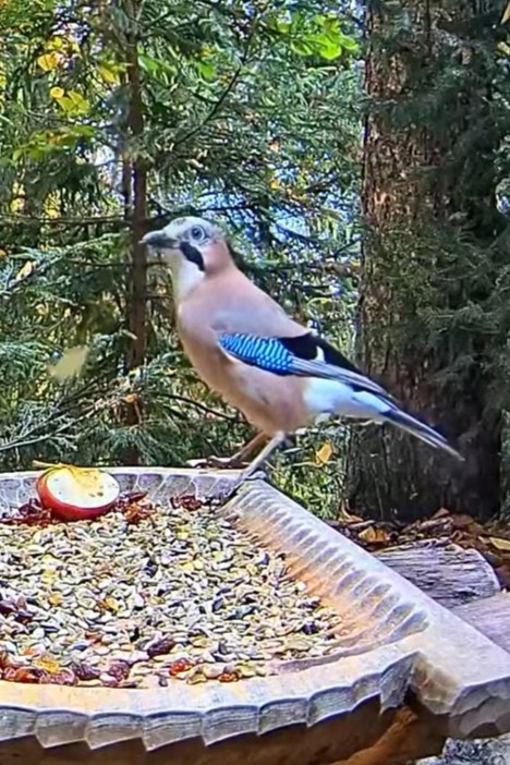 livebirdspoland_b363c6c6adbf65879e16cf8c6cafc727.jpg