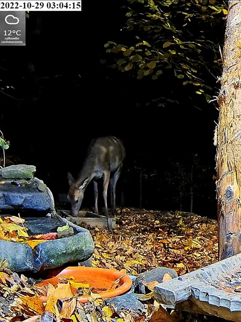 livebirdspoland_5744bce5896d646de4d02040c4e3a72c.jpg
