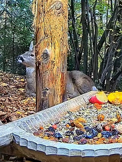 livebirdspoland_67b6a2c9b3c7a4c03e0f4e228ecbce1f.jpg