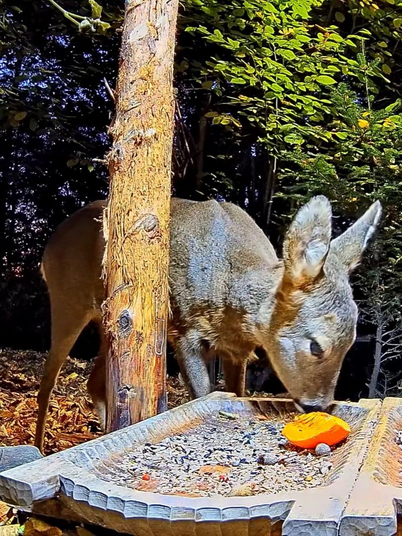 livebirdspoland_b94b2e4b9dc78482ce5358cbebcf92c5.jpg