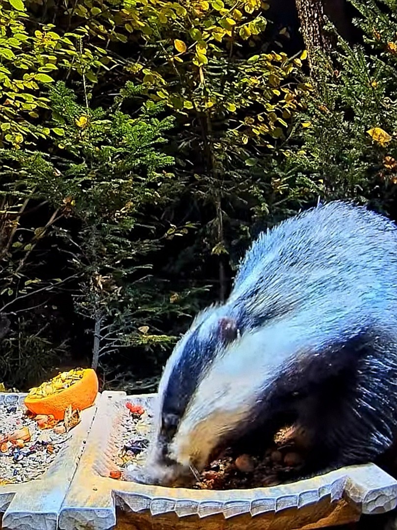 livebirdspoland_214b0060792c619235a8d6b006737702.jpg
