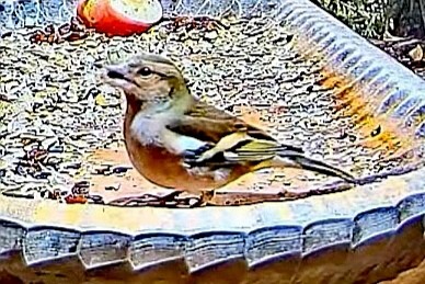 livebirdspoland_d2a6dbf436e3f38a8b0879906022c0f7.jpg