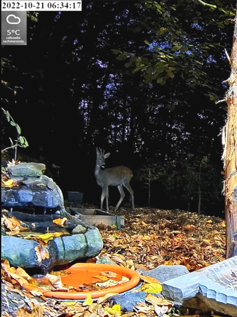 livebirdspoland_eedbd1a19d36423852aaf0c6371f6922.jpg