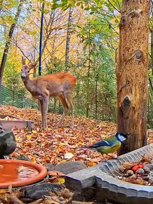 livebirdspoland_96baf707e0622c8ed94ed5a8cab7d089.jpg