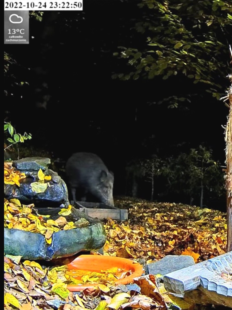 livebirdspoland_b3078d54b7cc51e0fd9785f886c3c221.jpg