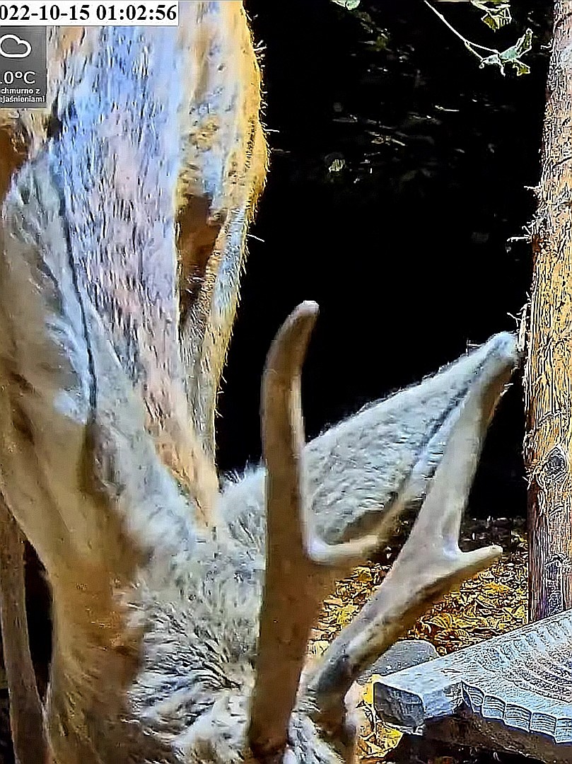 livebirdspoland_2d31699eaeb6291f8c864b945d633b32.jpg