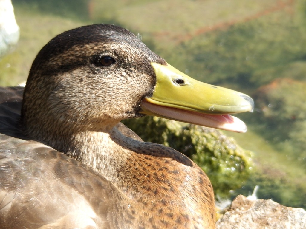 livebirdspoland_557aa7d0cab77d69ade3eba34723e230.jpg