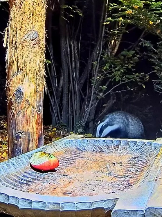 livebirdspoland_69a98c4b78c6fe235bc3497579d709c7.jpg