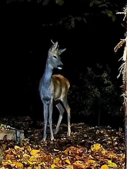 livebirdspoland_be5028c15ebf3ed75cfeb3d22199cbf8.jpg