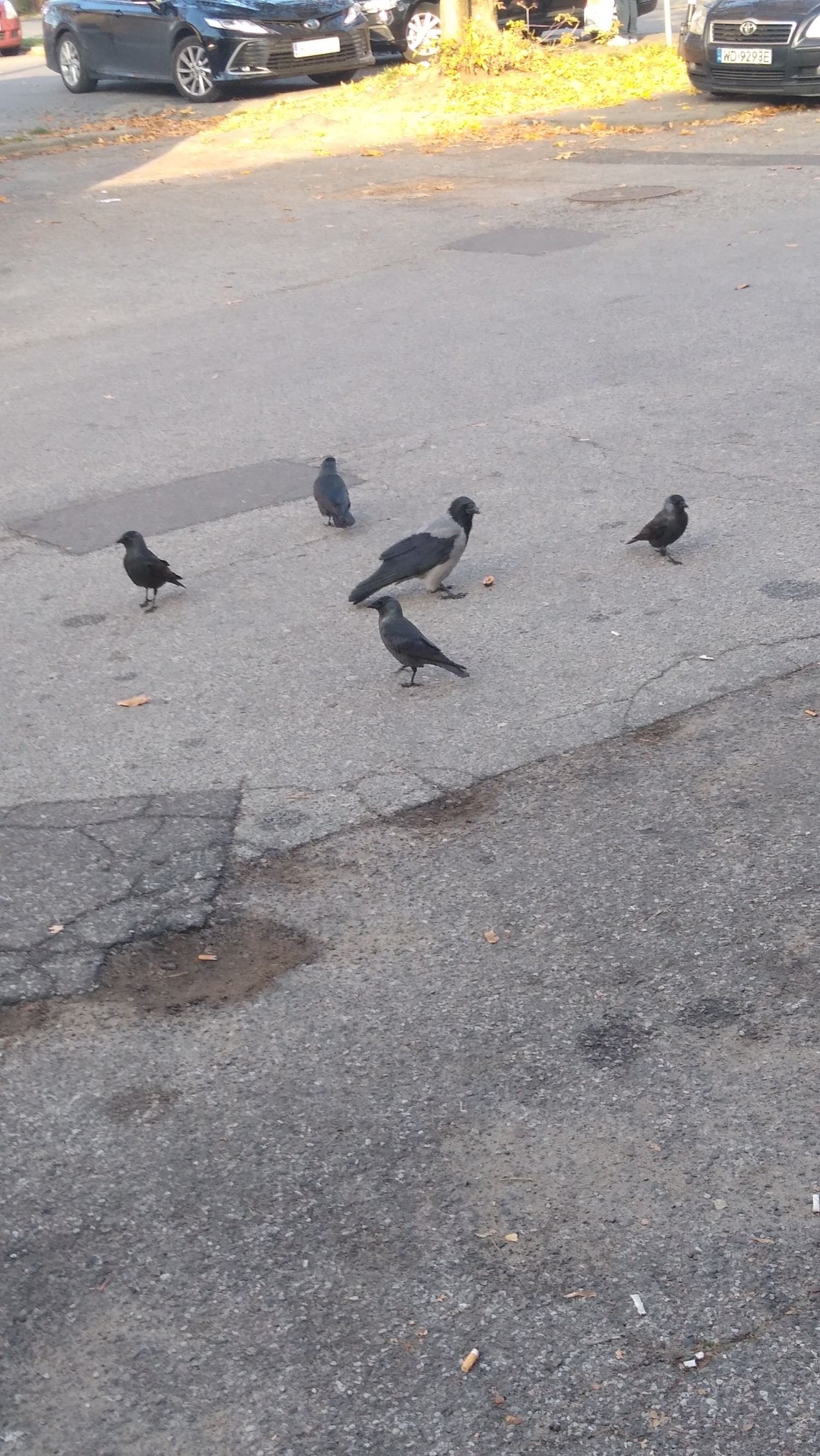livebirdspoland_ae5599935d735e386eb72f25dfea3dea.jpg