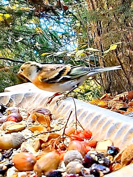 livebirdspoland_74f00c0067d6c10c82df5d75f03c6858.jpg