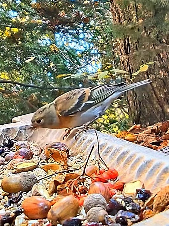 livebirdspoland_75ec9d64ec420ea4a25e1ac7b5cd5c56.jpg
