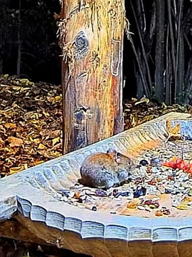livebirdspoland_1555226c465701aab5da41693b1dedd8.jpg