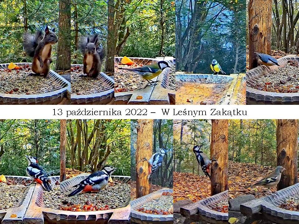 livebirdspoland_e24d7ab4e5e75f331bb147e21a7b1cb3.jpg