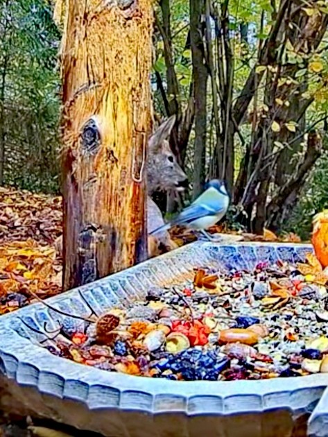 livebirdspoland_44a7565991ee3ecedb7ca7b420538d7b.jpg