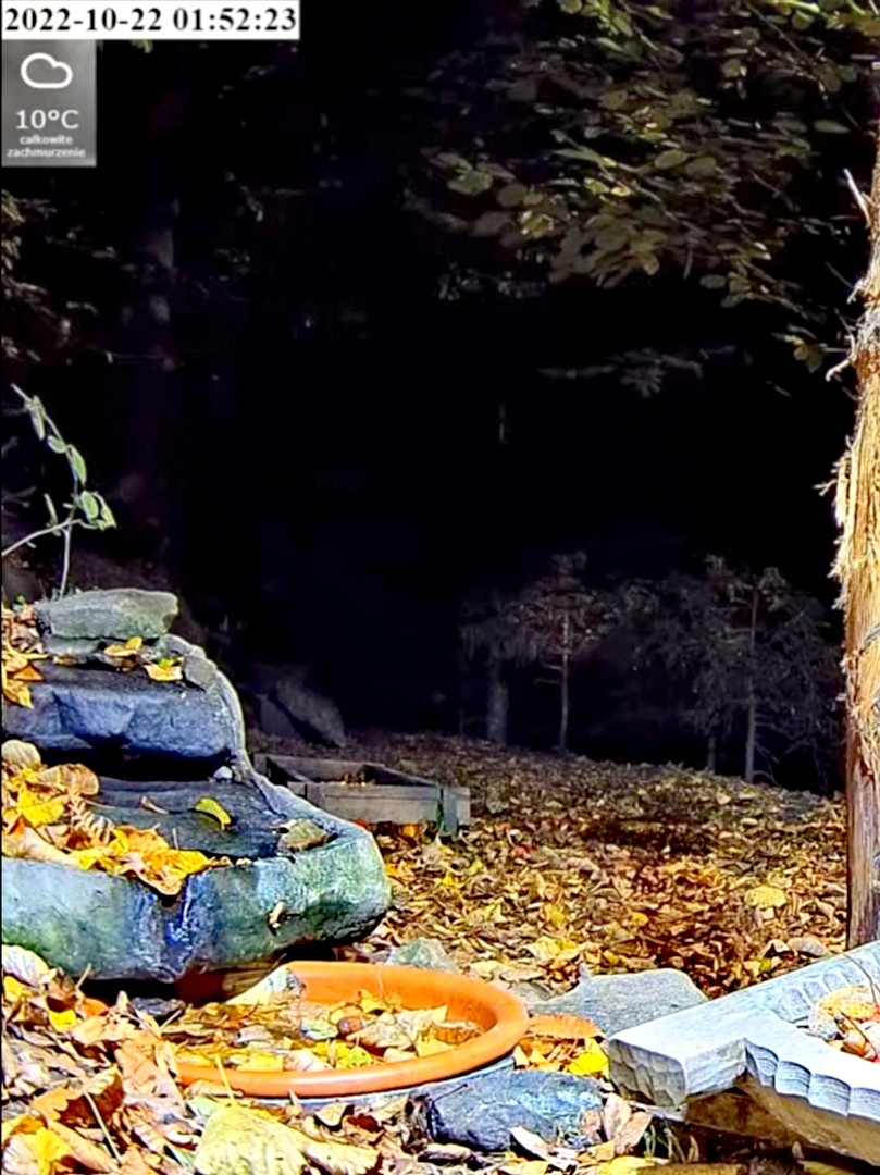 livebirdspoland_1258e15e13332c075982de101591b877.jpg