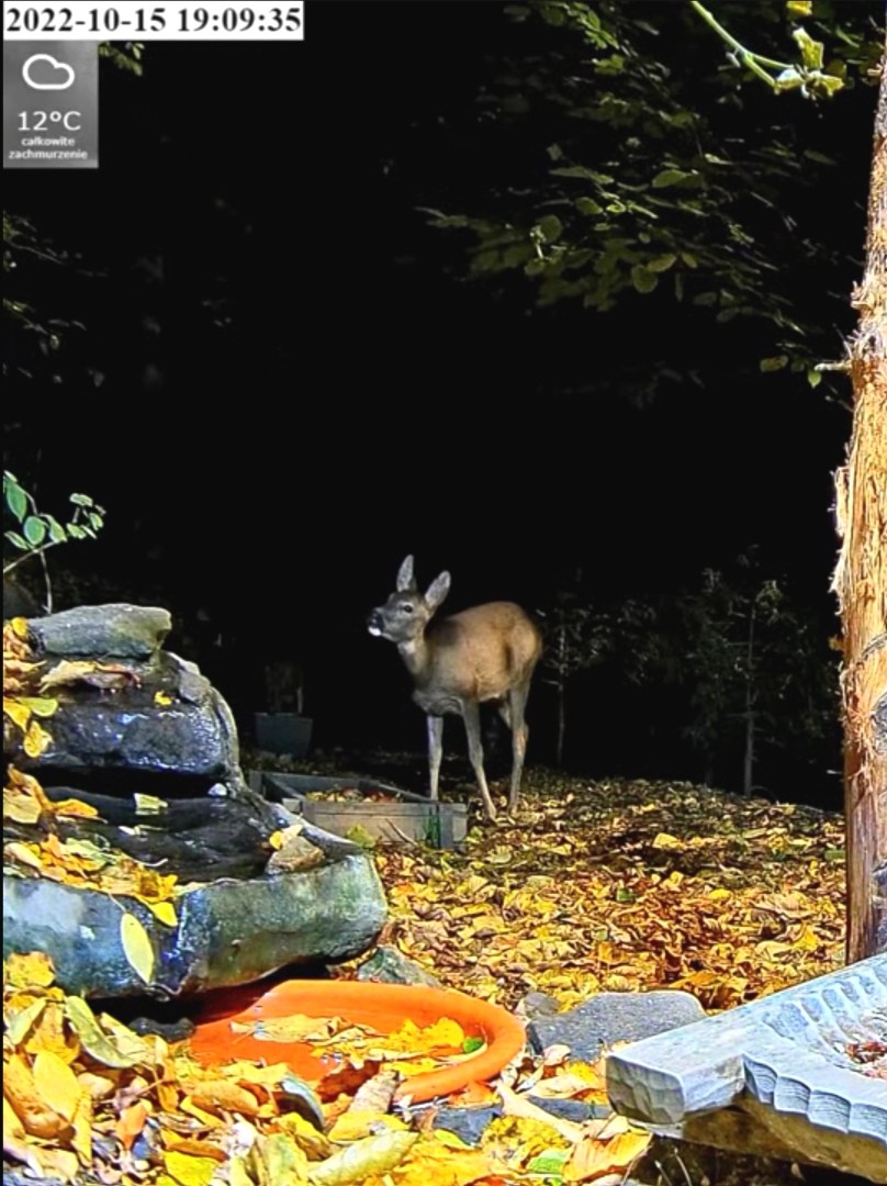 livebirdspoland_9e2469a6c232665dced1b4d7bdf791f7.jpg