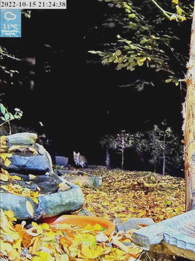 livebirdspoland_f46111a49050ca56d6b14029efc49802.jpg