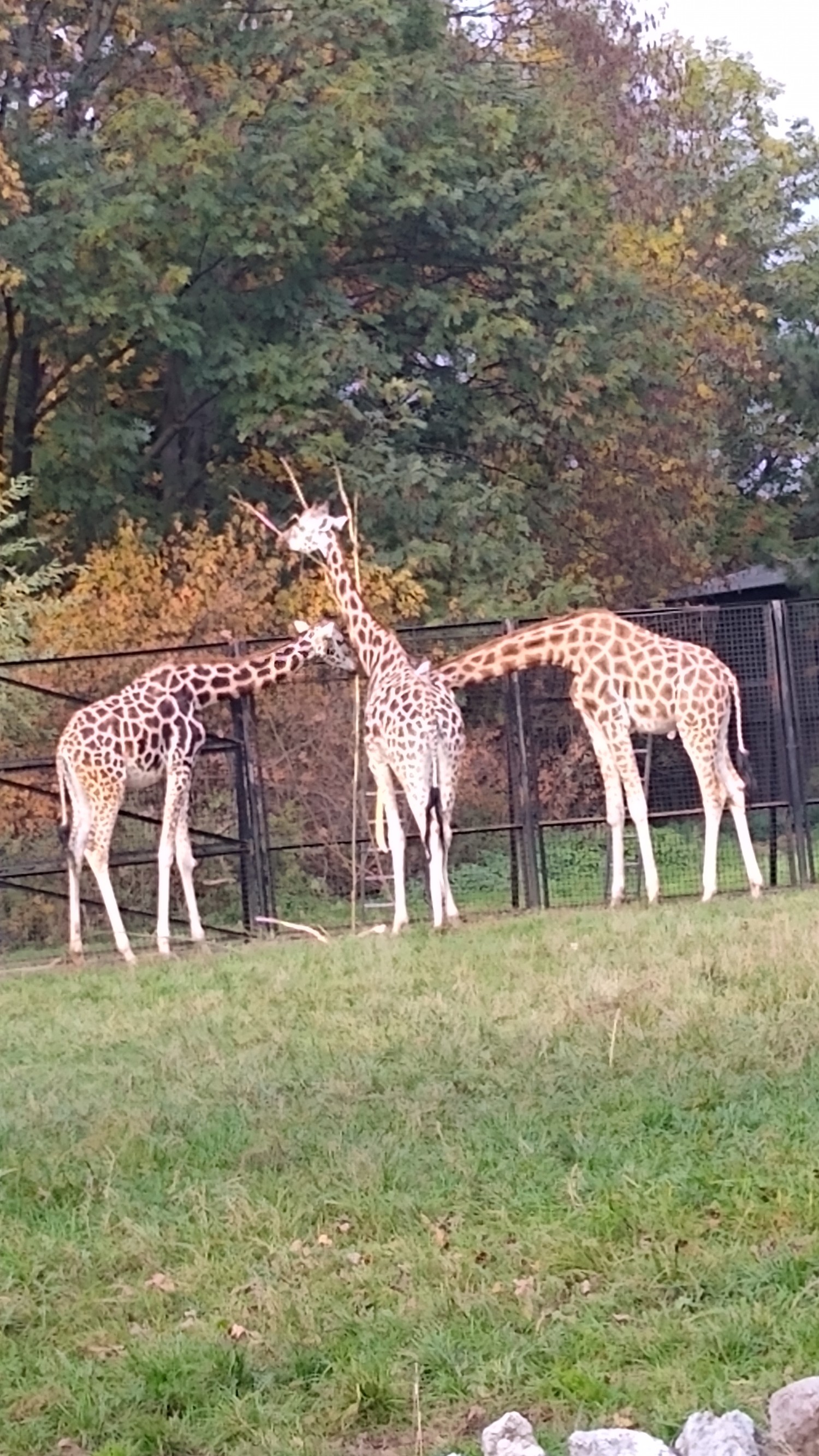 livebirdspoland_be23c5dbc0055080d6e752d562da5b1d.jpg
