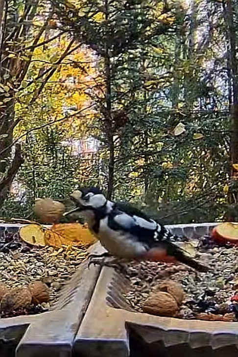 livebirdspoland_ecc88d9fa80a6e36cc04f0b260a3ec51.jpg